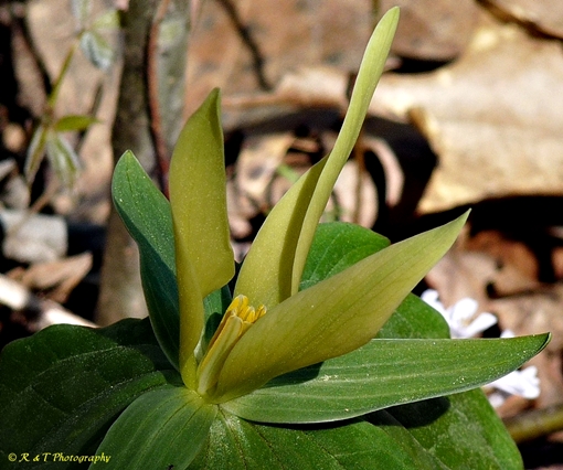 {Trillium luteum}